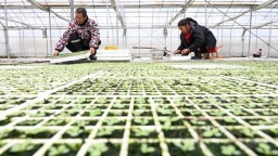 贵州岑巩：“两叶”驱动产业旺 乡村振兴有奔头