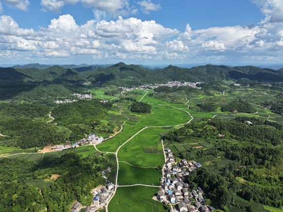 贵州镇远江古镇水稻坝区开展无人机飞防作业 为粮食安全保驾护航_fororder_dji_fly_20250715_155824_0077_1752576760035_photo