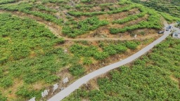 贵州施秉：3836米产业路助力乡村振兴跑出“加速度”