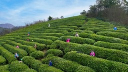 粤贵花开在黔南 | 粤黔协作助力黔南茶产业焕发新生机