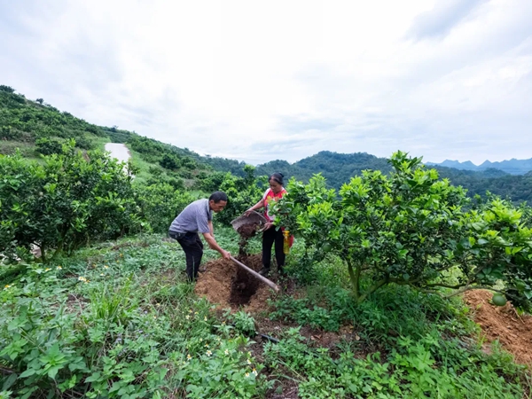 贵州罗甸：探索“养牛-粪污-果园”生态农业新模式 走出山地农业绿色发展新路子_fororder_3