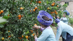 贵州黄果树旅游区郞宫村：满园“黄金果” 甜了日子富了村