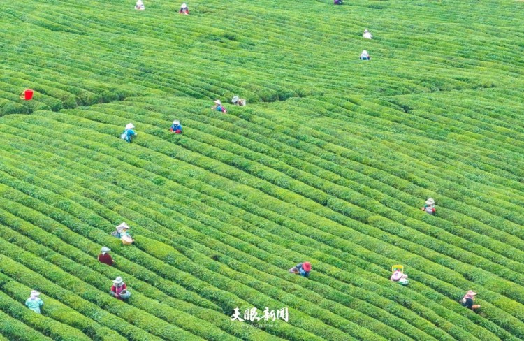 三月的贵州：是被春天打翻的调色盘_fororder_dD0xNzczODE3OTU3X3I9Y2RiMmRlN2Jfdz0xMDgwX3E9MTAwX2U9anBn