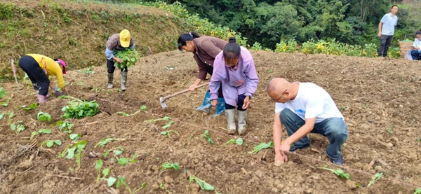 贵州正安：11万余亩油菜移栽忙 静待花开好&ldquo;丰&rdquo;景_fororder_33