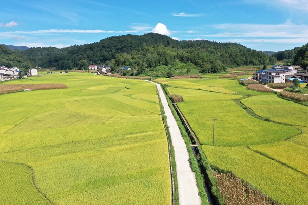 贵州镇远县江古镇：水稻渐次变黄 丰收在望_fororder_DJI_0772.JPG