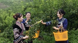贵州罗甸：石缝生金果 第四届蜂糖李节点亮夏日限定甜蜜