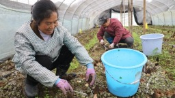 贵州镇远县羊场镇：羊肚菌迎丰收 “小菌菇”带动“大增收”