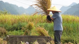 贵州施秉：科技赋能秋收忙 稻浪翻滚笑颜开
