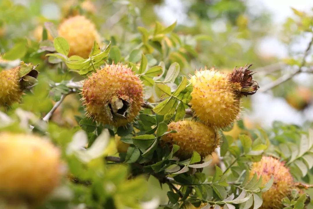贵州刺梨种植面积加工产能产品种类均占全国九成以上