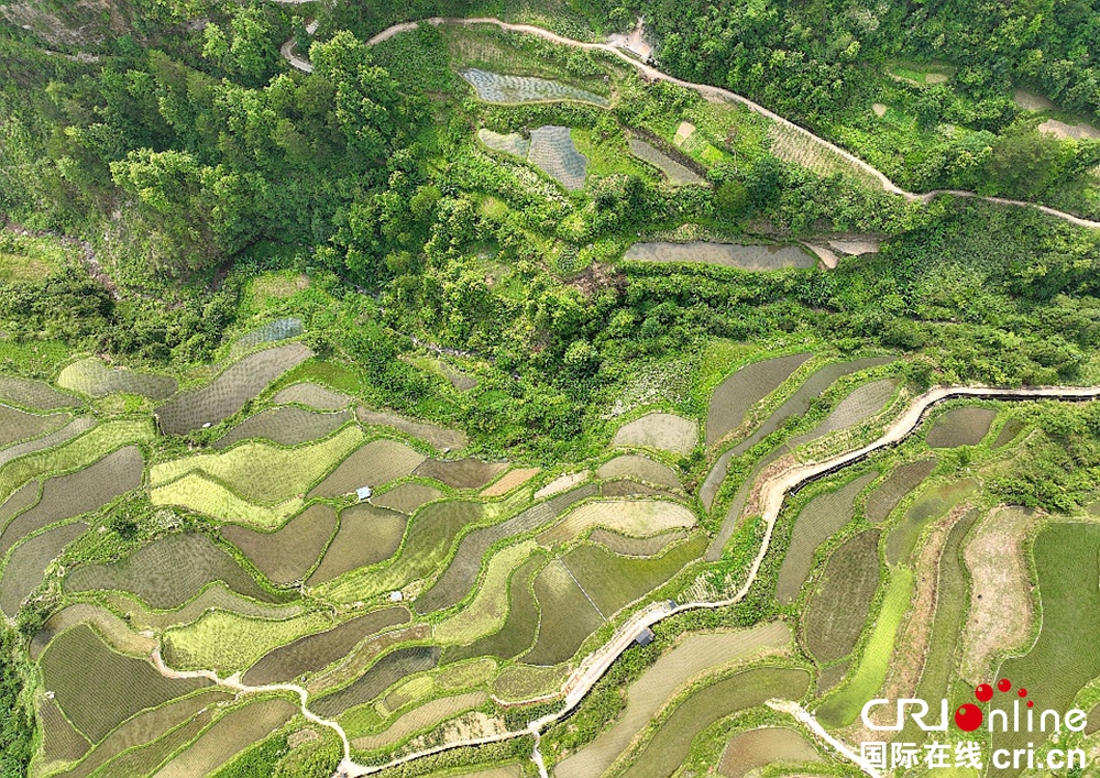 贵州凯里：藏在大山之间的营盘梯田_fororder_图片4