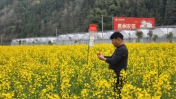 贵州三穗：绿色防控精准落地 3.1万亩油菜获专业管护