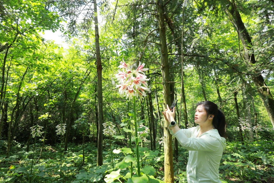 贵州剑河：40万株野百合浪漫绽放 绘就夏日生态画卷_fororder_5月20日在贵州省剑河县南寨镇岔路村乌皆溪林场拍摄的野百合花。杨家孟 摄 (2)