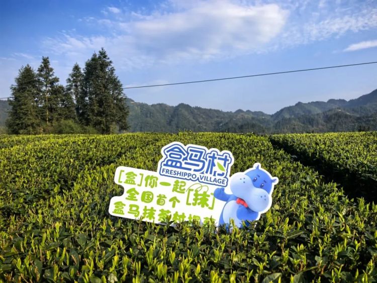 一季度出口近百吨！“梵净抹茶”远销40余国和地区