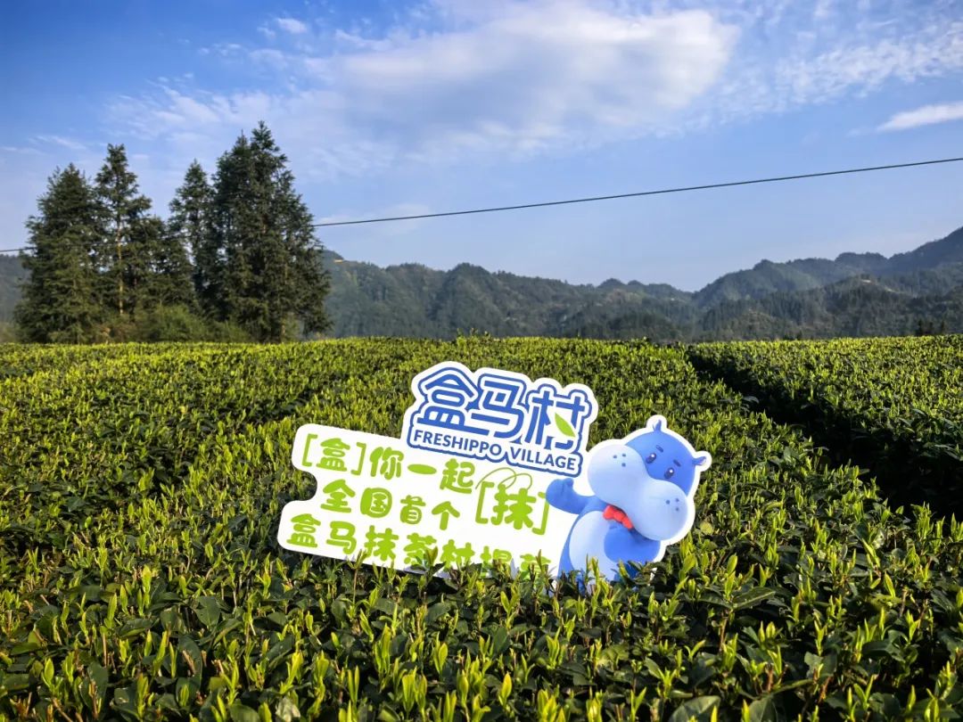 一季度出口近百吨！“梵净抹茶”远销40余国和地区