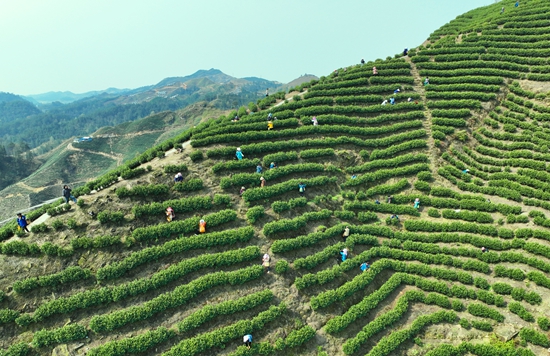 贵州独山：茶产业助力乡村振兴_fororder_图片6