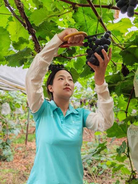 贵州仁怀喜头镇：精品葡萄上市 引来市民采摘​_fororder_游客在果园里体验采摘乐趣