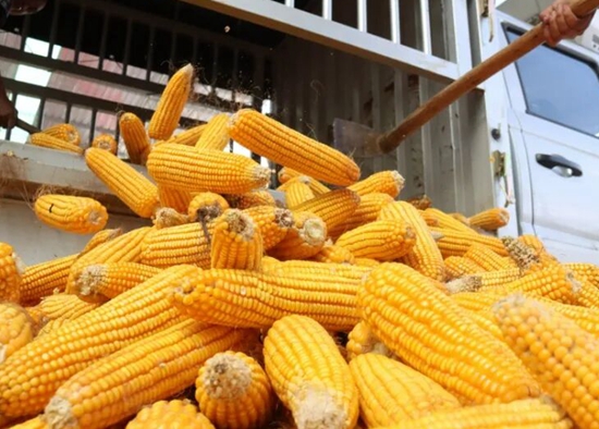 日烘干量300吨 六盘水市六枝特区首个玉米烘干厂正式运营_fororder_640