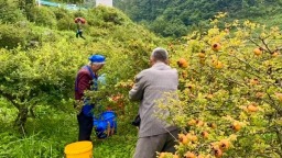 六盘水市水城区：刺梨“锁鲜”压榨如火如荼 精深加工赋能价值倍增