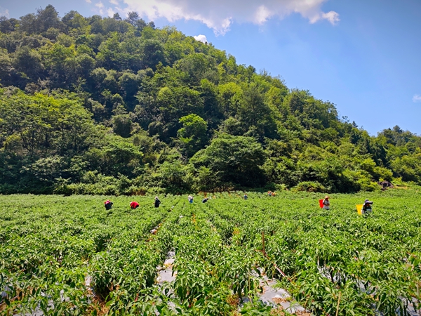贵州仁怀：打造供港澳蔬菜基地助力“黔菜”出山_fororder_基地内工人采摘辣椒