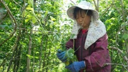 贵州六枝特区黔中村600亩药用银杏迎丰收 村民喜摘“致富叶”