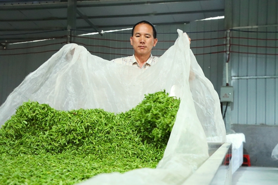 贵州独山：茶产业助力乡村振兴_fororder_图片8