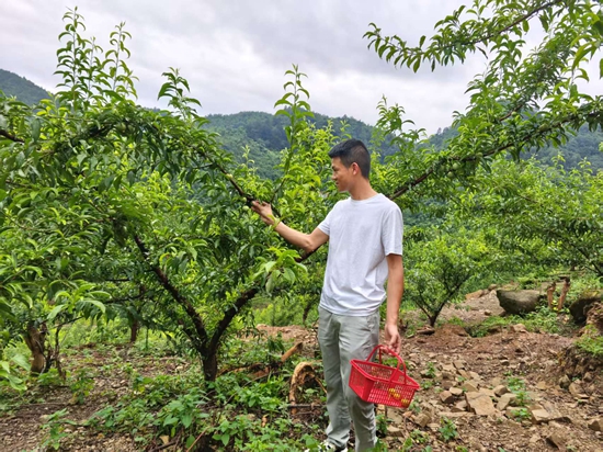 贵州仁怀：蜂糖李托起乡村振兴“甜蜜”生活_fororder_游客仁怀市盐津街道梅子坳村蜂糖李基地体验采摘乐趣