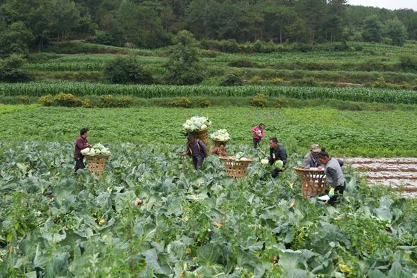贵州威宁：以产业之优汇聚高质量发展之势_fororder_640 (2)