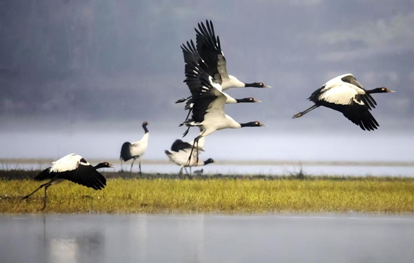 贵州威宁草海2898只“高原精灵”黑颈鹤开始北迁_fororder_图片4