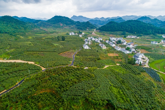 修文猕猴桃2025年开园活动即将开启 全产业链布局助力“黔货出山”_fororder_修文谷堡猕猴桃基地3--曹经建摄影