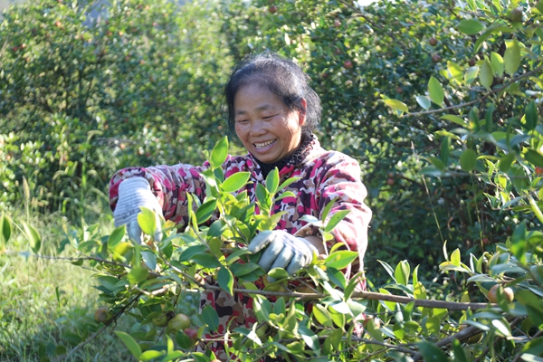 贵州省镇远县羊场镇：金秋十月油茶香 漫山“金果”铺就振兴路_fororder_AO2A0089.JPG