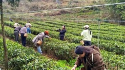 贵州清镇：春茶抢“鲜”开采  茶旅融合铺就强村富民路
