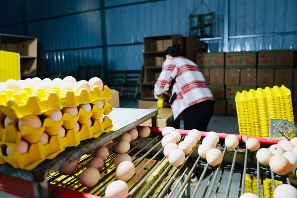 贵州仁怀五马镇：智能鸡舍产“金蛋” 绿色循环富乡亲_fororder_工人在打包鸡蛋