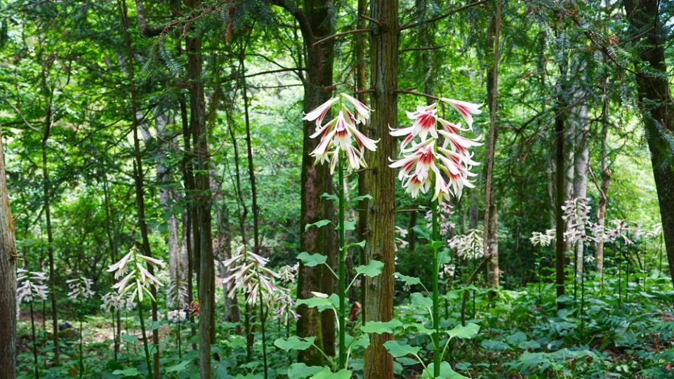 贵州剑河：40万株野百合浪漫绽放 绘就夏日生态画卷_fororder_5月19日在贵州省剑河县南寨镇岔路村乌皆溪林场拍摄的野百合花。彭开燚 摄 (2)