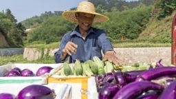 人均蔬菜产值超8000元！贵州蔬菜产业规模居全国第一方阵