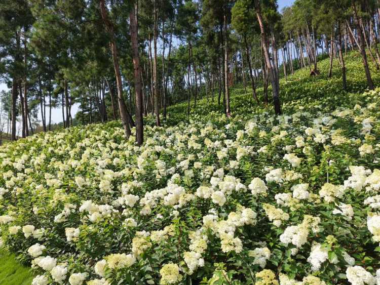 “花漾高峰”让贵安“花期经济”四季常青