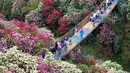 春花烂漫｜解锁贵州旅游新“花”样