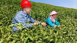 贵州平塘：茶山上的“电管家”