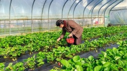 六盘水市水城区玉舍镇头茬草莓抢“鲜”上市