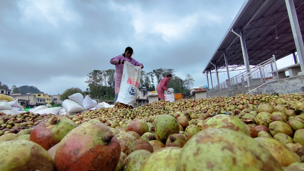 贵州贵定:6000余亩油茶迎丰收_fororder_村民摊晒油茶果
