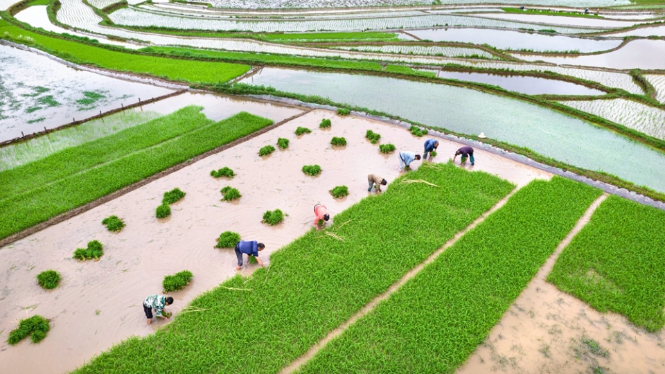 贵州黔西：小满时节插秧忙_fororder_2025年5月21日，农民在贵州省黔西市锦星镇洪湖村水稻秧田里起秧（无人机照片）。DJI_0371.JPG