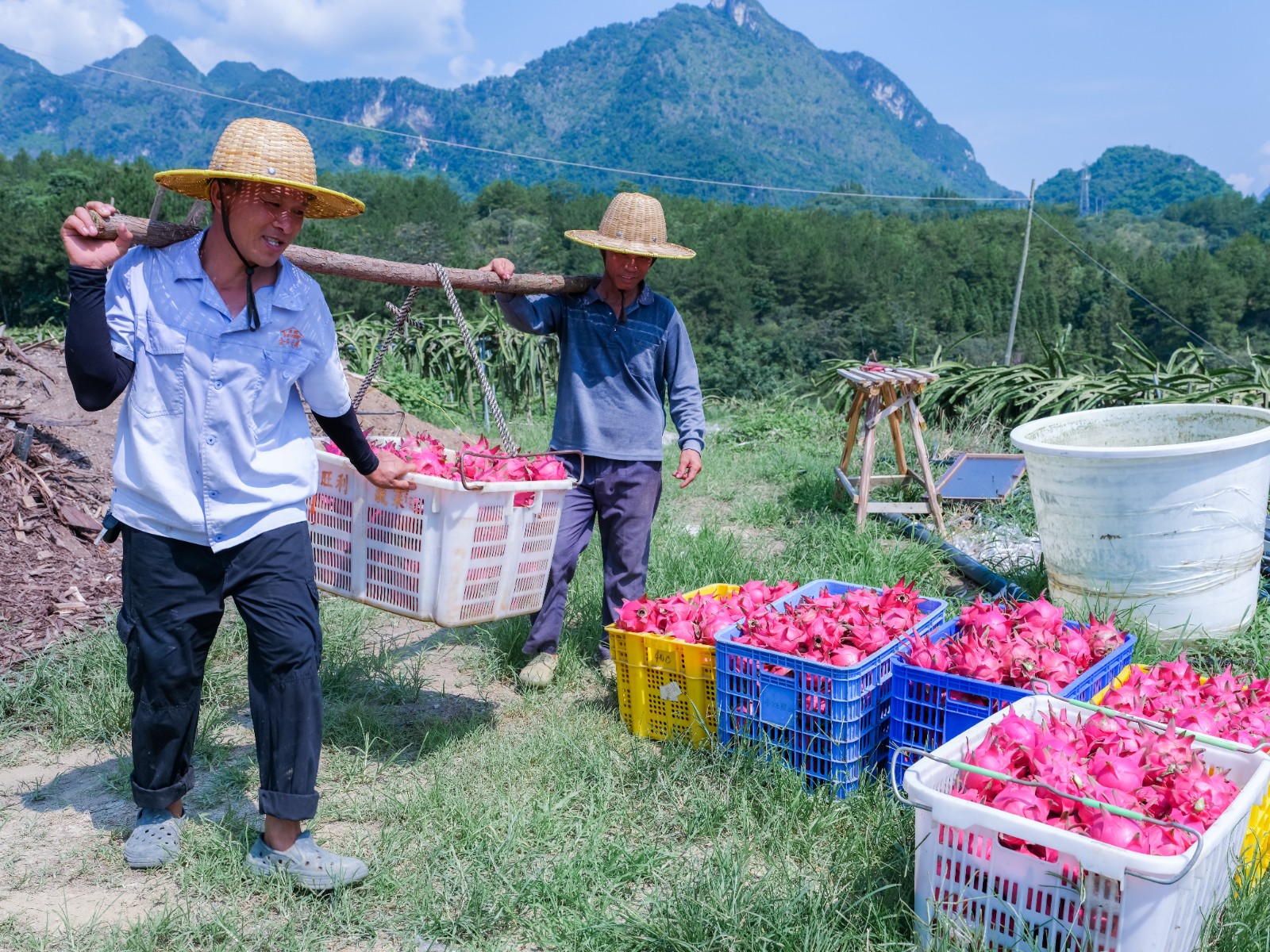 黔南果香引客来 枝头丰盈日子甜