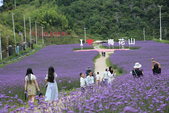 六盘水梅花山：昔日雪道变花海 畅享清凉添靓色_fororder_图片2