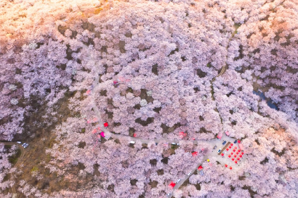 贵州安顺：万亩樱花如云似霞_fororder_dD0xNzczODM4NDAzX3I9ZTYyNjVmZTVfdz0xMDgwX3E9MTAwX2U9anBn