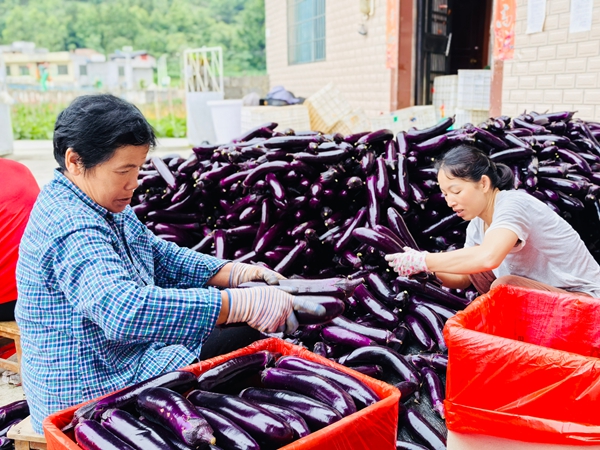 贵州荔波：100余亩茄子喜迎丰收_fororder_村民将采摘好的茄子打包装箱