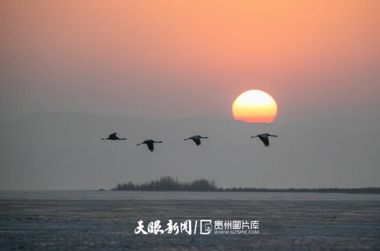 贵州的生态密码，藏在一张张照片背后｜濒危物种的回归