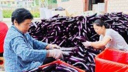 贵州荔波：100余亩茄子喜迎丰收
