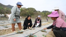 贵州罗甸：春耕春管正当时 全力护航28万亩早春蔬菜生产