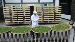 贵州沿河县：千年古茶迎来开采季