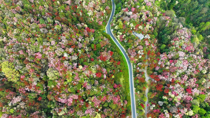 长图·贵州花事 | 从城市街角到山野林间 快来打卡限定浪漫_fororder_微信图片_20260325124902_703_1339