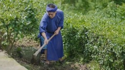都匀毛尖茶制作技艺传承人张子全：守土制茶四十载 让都匀螺蛳壳的沃土生香